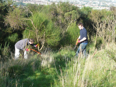 Gorse clearing